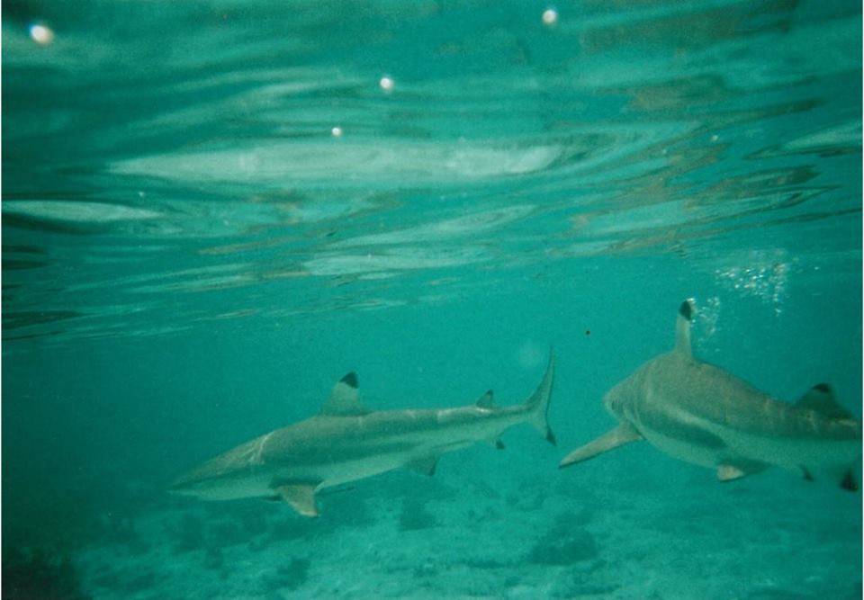 bora-bora-swimming-with-sharks