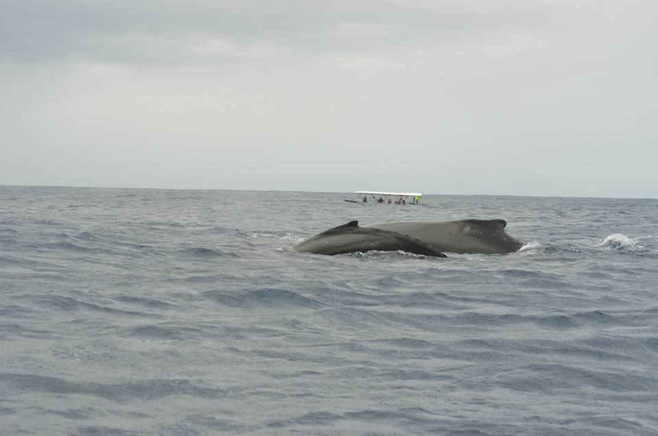 moorea-whale-watching-2