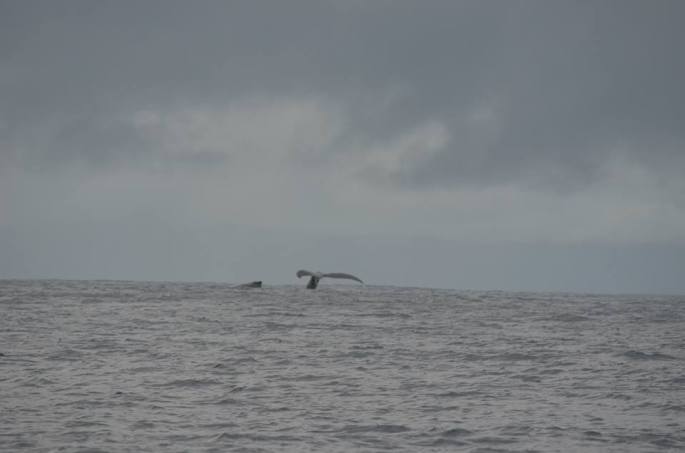moorea-whale-watching